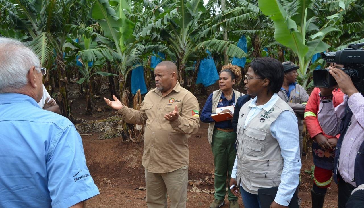 Moçambique aposta na produção da banana como motor do crescimento agrícola