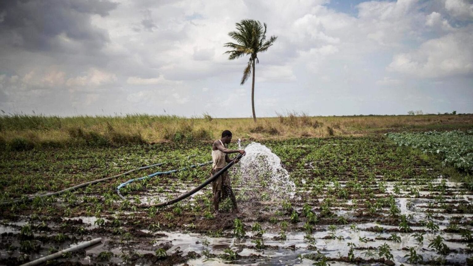 PROCAVA Moçambique eleito “melhor programa” pelo Fundo Internacional de Desenvolvimento Agrícola